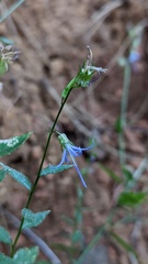 Campanula prenanthoides
