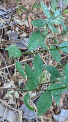 Campanula prenanthoides