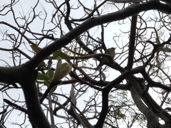 Sphecotheres vieilloti