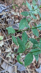 Campanula prenanthoides