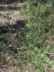Chenopodium atrovirens