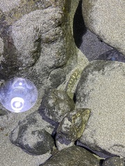 Abudefduf concolor