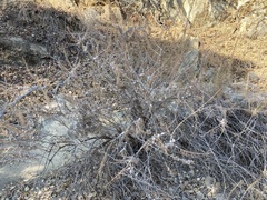 Rhopalomyia floccosa