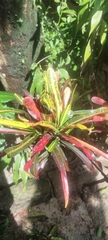 Codiaeum variegatum