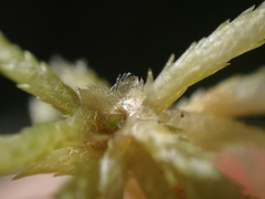 Fringed Bogmoss (Sphagnum fimbriatum)