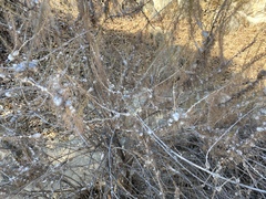 Rhopalomyia floccosa