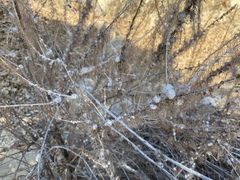 Rhopalomyia floccosa