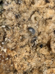 Hyalella