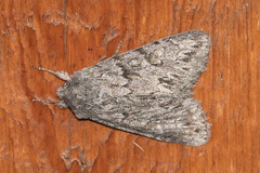 Noctuidae