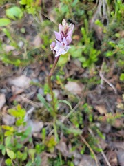 Dactylorhiza