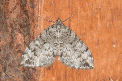 Geometridae