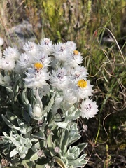 Syncarpha argyropsis