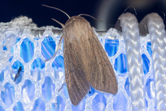 Mythimna