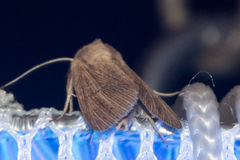 Mythimna