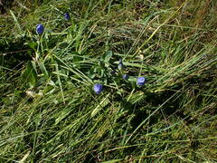 Gentiana sceptrum