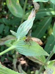 Entomophthora