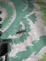 Copidita quadrimaculata