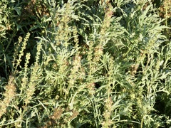 Ambrosia chamissonis