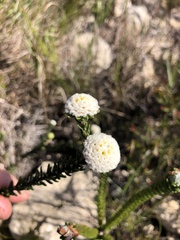 Phylica selaginoides