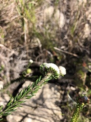 Phylica selaginoides