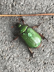 Chrysina lecontei