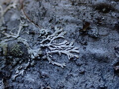 Parmeliopsis hyperopta