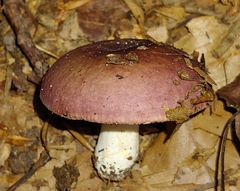 Russula xerampelina