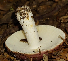 Russula xerampelina