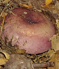 Russula xerampelina
