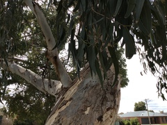 Eucalyptus camaldulensis