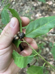 Orsilochides guttata