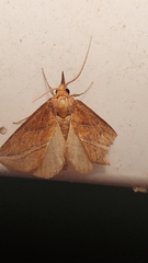 Phyprosopus callitrichoides