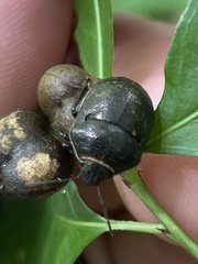 Orsilochides guttata