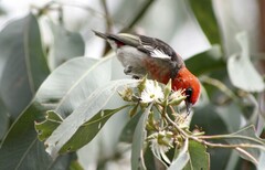Myzomela sanguinolenta