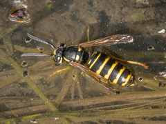 Vespula acadica