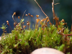 Dicranella heteromalla