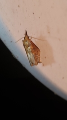 Phyprosopus callitrichoides