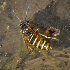 Vespula acadica