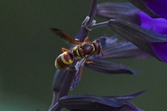 Euodynerus pratensis