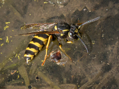 Vespula acadica