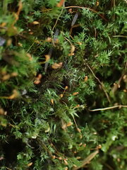Dicranella heteromalla