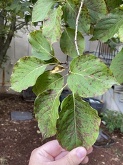 Sphaerulina cornicola