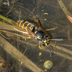 Vespula acadica