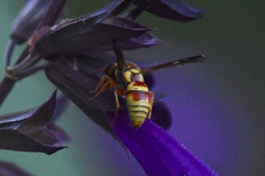 Euodynerus pratensis