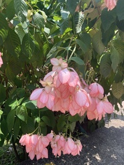 Mussaenda philippica