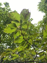 Sphaerulina cornicola