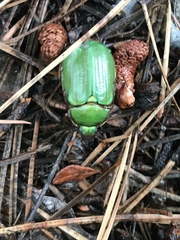 Chrysina lecontei