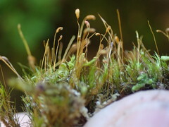 Dicranella heteromalla