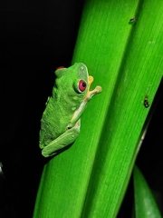Agalychnis callidryas