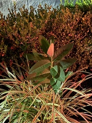 Asclepias syriaca